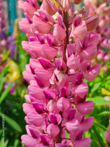 Blooming pink lupin