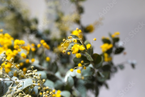 Australian wattle plant with silver leaves and golden blossoms photo