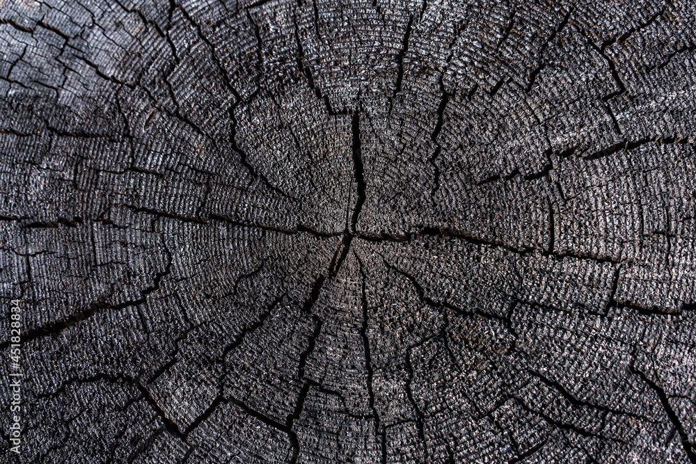 beautiful weak tree, old cut for background beautiful weak tree, old cut for background