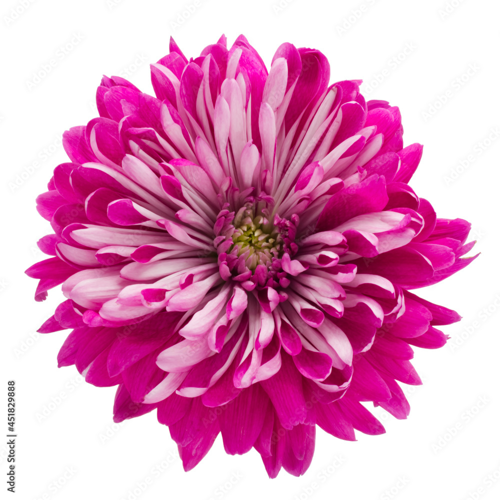 Pink chrysanthemum bud close-up flower photo single object isolated on white background. Floral design element.
