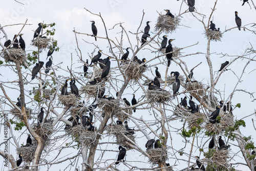 Fotografi cormorant colony in the evening sky