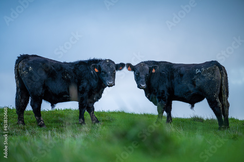 Angus, wagyu and murray grey beef bulls and cows, being grass fed  on a hill in Australia. photo