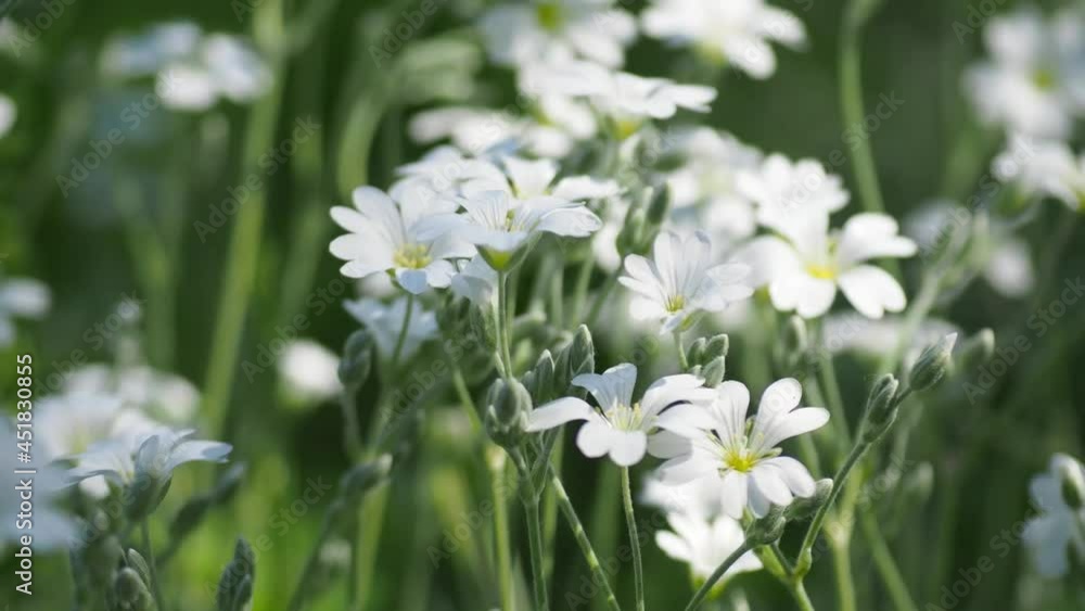 White flowers in the wind. Flower garden in summer. Garden plant Snow In Summer - Cerastium Tomentosum White flowers in the wind. Flower garden in summer. Garden plant Snow In Summer - Cerastium Tomentosum