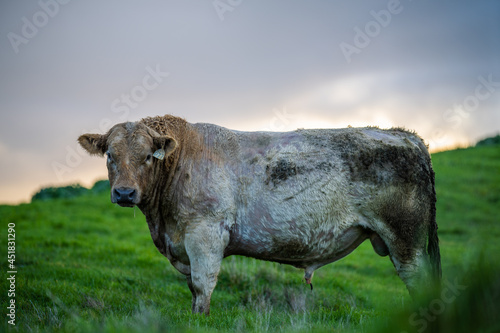 Angus, wagyu and murray grey beef bulls and cows, being grass fed  on a hill in Australia. photo