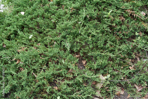 Juniperus horizontalis 'Prince of Wales' in the garden.
