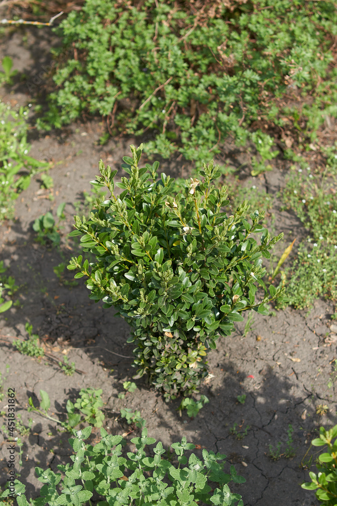A small boxwood in the garden. A small boxwood in the garden.