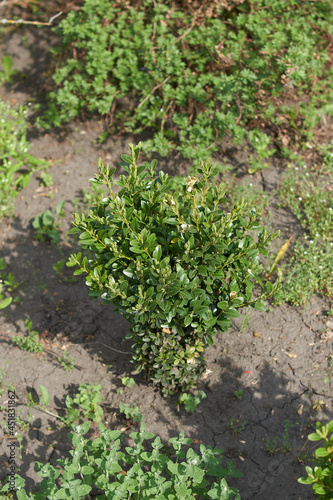 A small boxwood in the garden.
