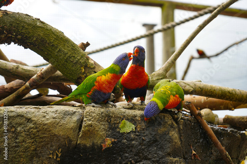 Rainbow Lorikeets feeding