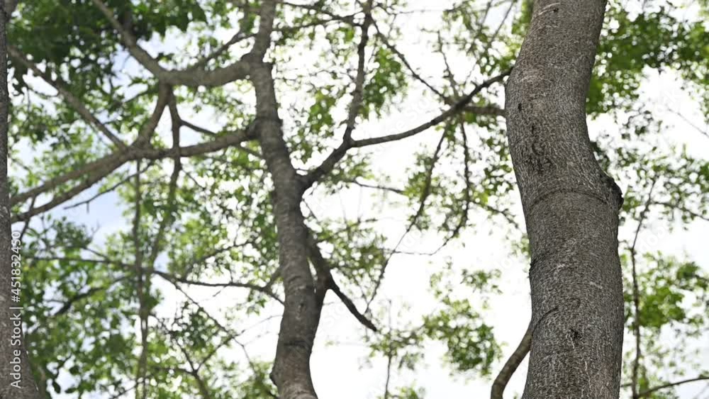 Slow motion of trees in the daylight Slow motion of trees in the daylight