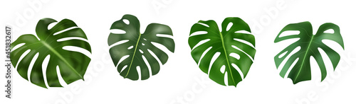 Monstera Deliciosa plant leaf from tropical forests isolated on white background. Can be used for banner ads greeting cards, flyers, invitations, web design, to everything. Vector illustration
