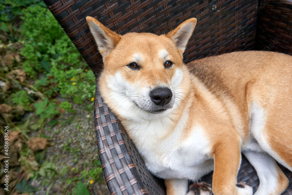 Fototapeta premium sesame shiba inu dog chilling on a rattan chair