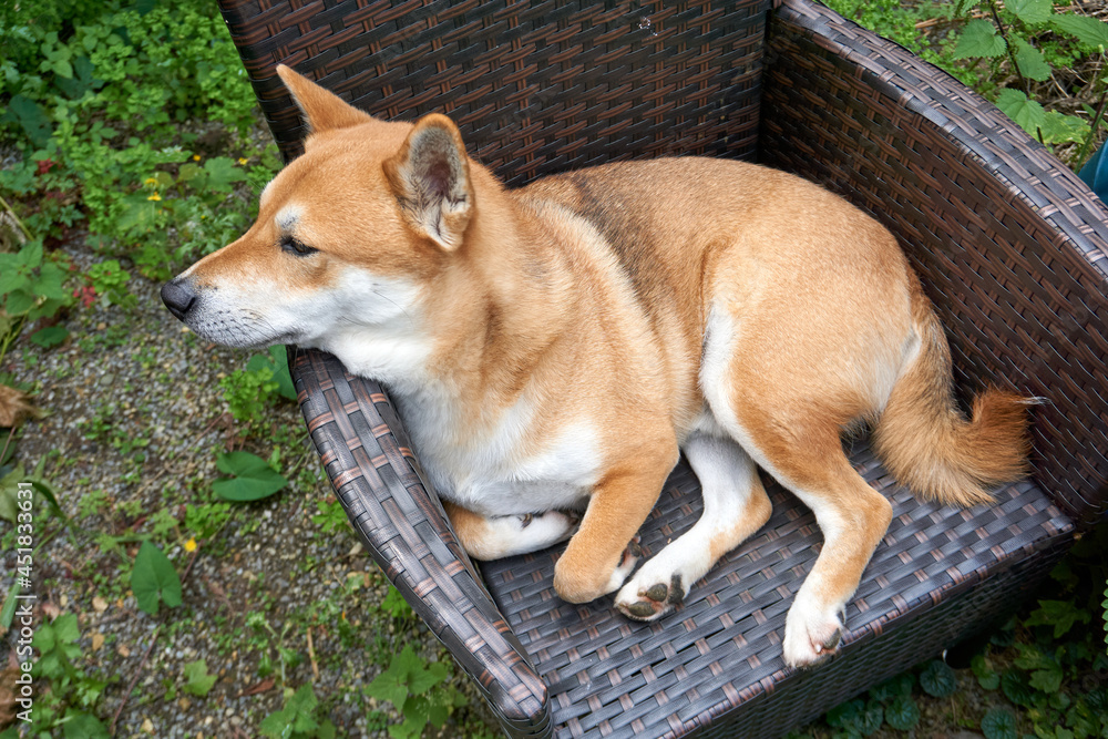 sesame shiba inu dog chilling on a rattan chair sesame shiba inu dog chilling on a rattan chair