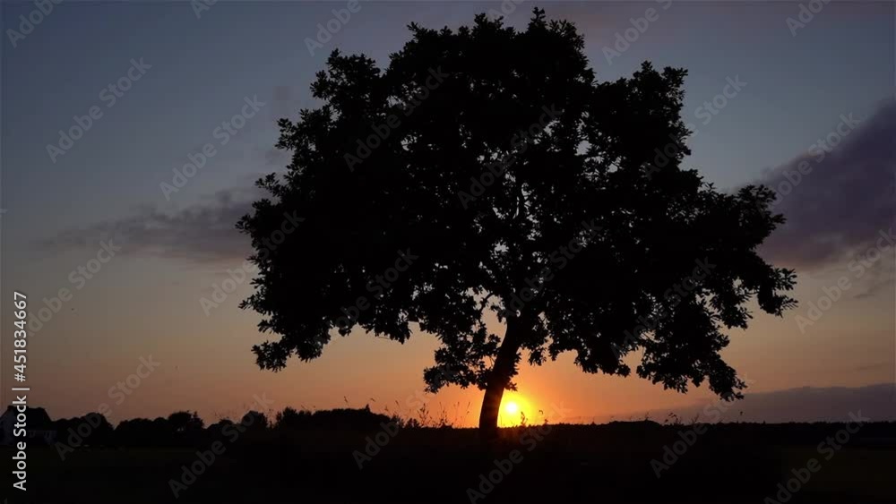 Baum im Sonnenuntergang, Halbinsel Fischland-Darß Baum im Sonnenuntergang, Halbinsel Fischland-Darß
