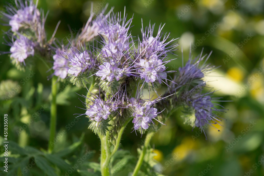 blühende Phacelia als Gründüngung blühende Phacelia als Gründüngung