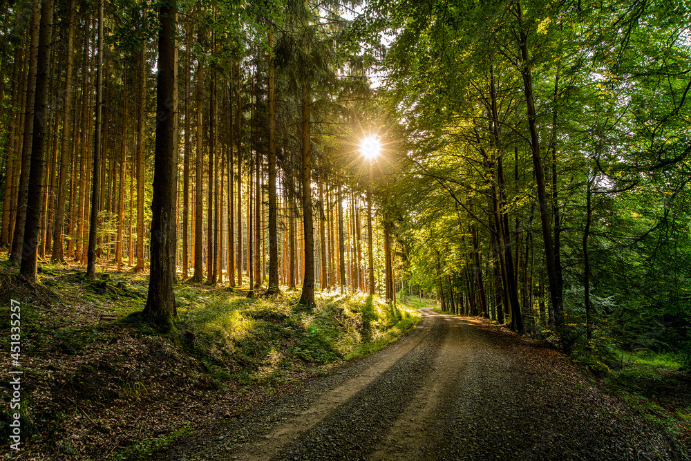 Obraz premium Sunset im Hochwald