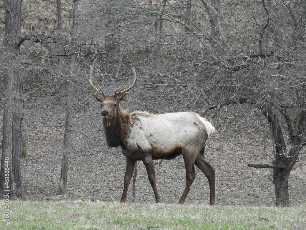 Fototapeta premium A bull elk roaming the edge of the woodlands, along a grassy meadow in Benezette, the heart of Elk Country, Pennsylvania.