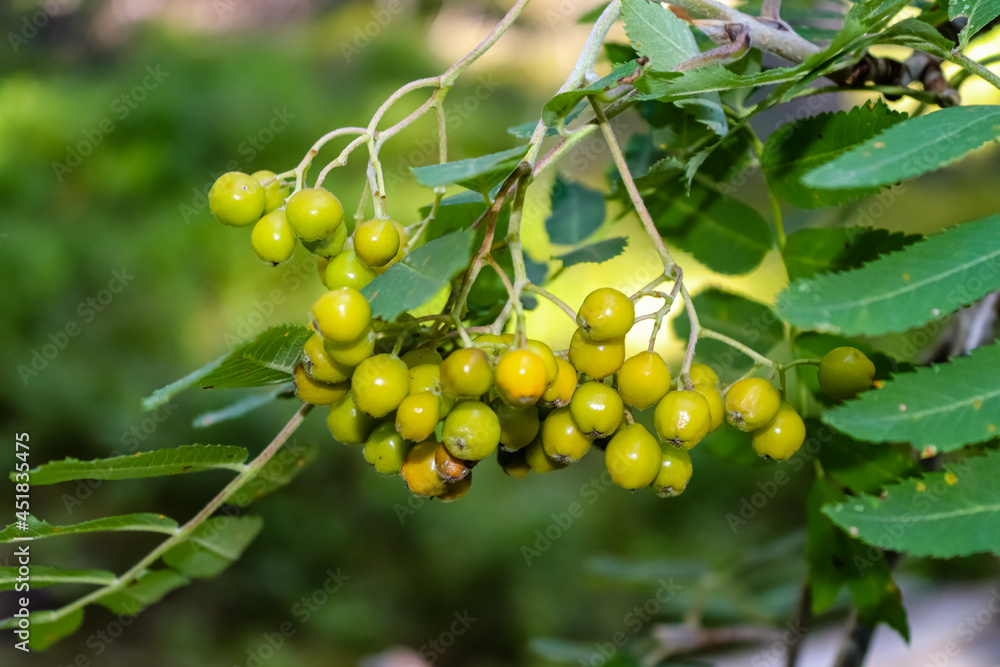 Close-up to bunch of unripe rowan berries