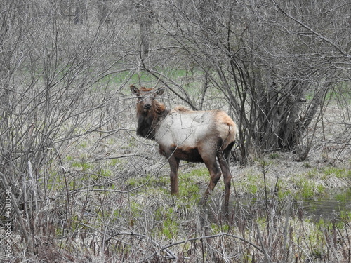 A male elk roaming through the woodland Forest, in northcentral Pennsylvania. photo