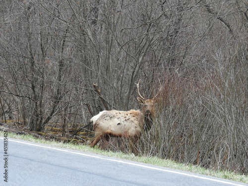 A bull elk standing in the thickets, alongside State Route 555, in the Elk State Forest, northcentral Pennsylvania. photo