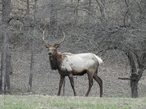 A bull elk roaming the edge of the woodlands  along a grassy meadow in Benezette  the heart of Elk Country  Pennsylvania.