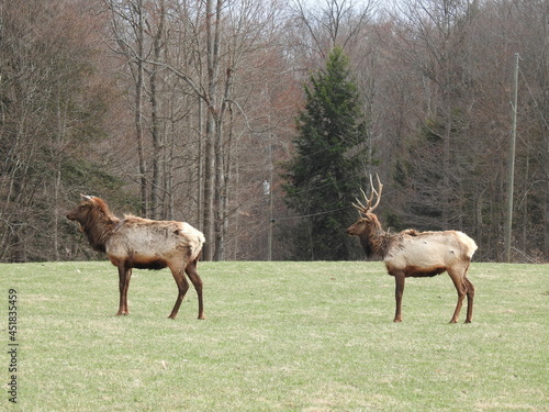 A male and female elk enjoying a beautiful day in a meadow  in the Elk State Forest  northcentral Pennsylvania.