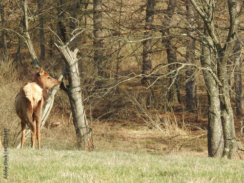 A female elk enjoying a beautiful day in the woodland forest of Benezette, Pennsylvania.