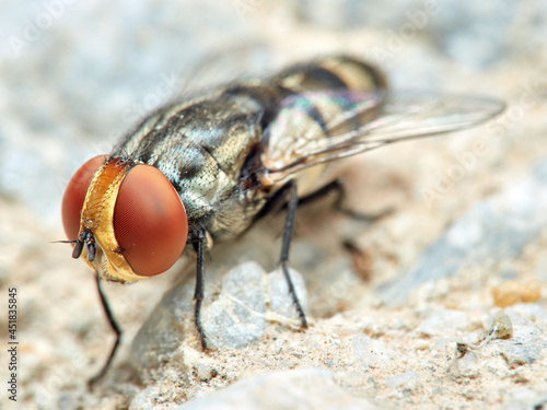 Fly of the genus Miltogramma. Sarcophagidae family.  © Macronatura.es