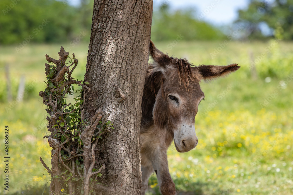 Fototapeta premium ane