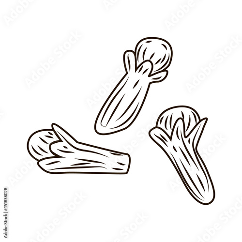 Clove in engraved style isolated on white background. Vintage sketch outline spice close up.