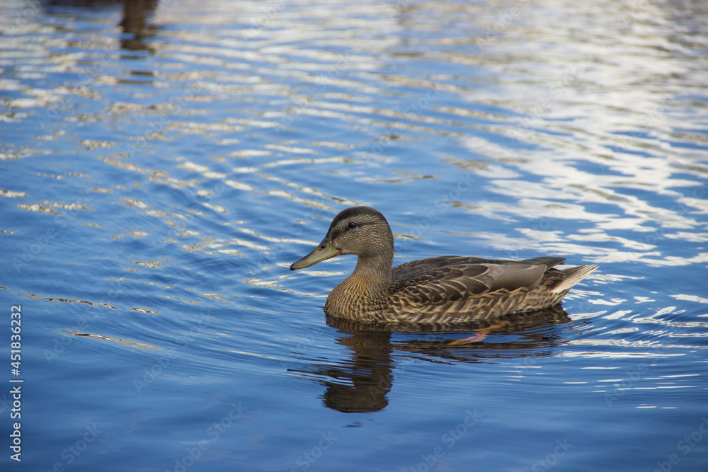 Ducks swim on the water Ducks swim on the water