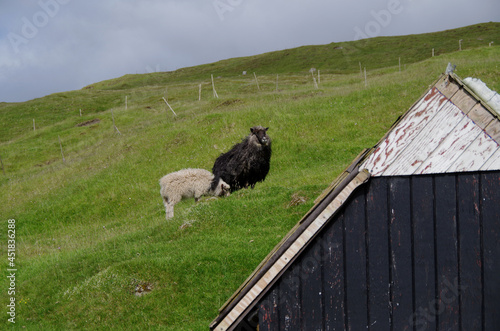 Sheep on beautiful rock cliff coast line meadow gras nature scenery on Faroe Islands in breathtaking landscape, popular cruise travel destination in Atlantic Ocean Polar Circle for expedition tours photo