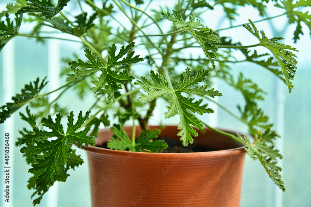 구문초 식물 화분