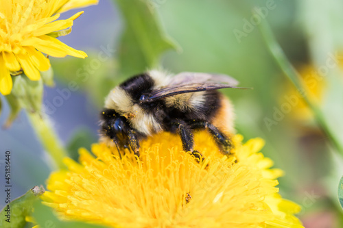 Bumblebee sits on a yellow flower