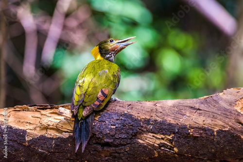 Greater yellownape woodpecker (Chrysophlegma flavinucha) exploring and eating termites.Two Woodpeckers looking for food inside the wood help pest control in nature. photo