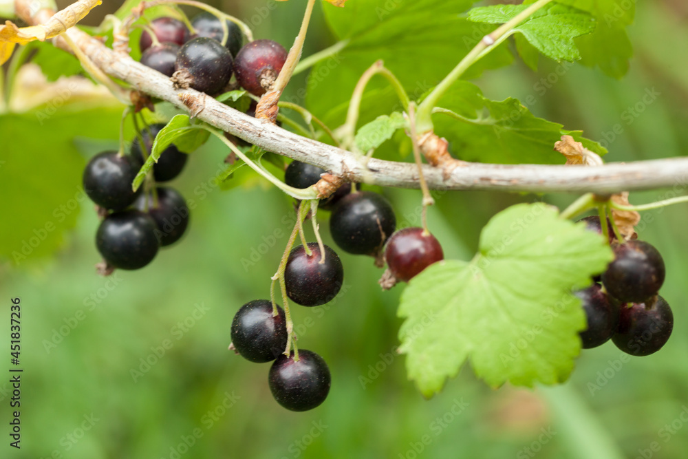 Black currant berries grow on a branch, close-up Black currant berries grow on a branch, close-up