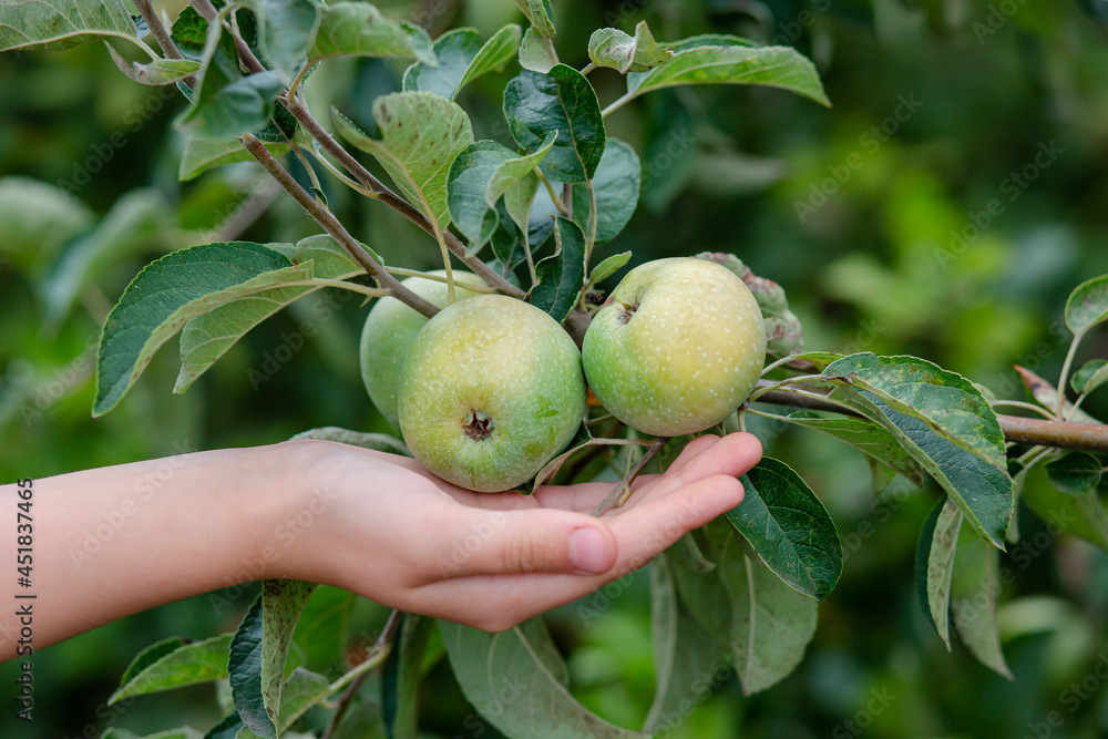 Harvesting apples. Close-up and selective focus of hands picking ripe and fresh green apple. Harvesting apples. Close-up and selective focus of hands picking ripe and fresh green apple.