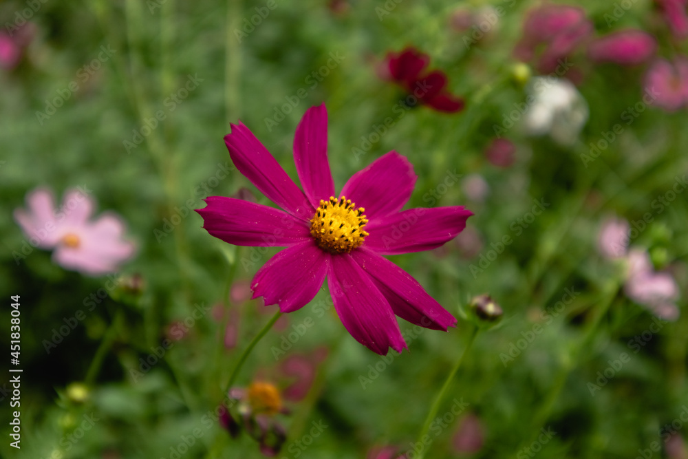 Burgundy cosmos flower close-up among flowers on a blurred background in the botanical garden. Burgundy cosmos flower close-up among flowers on a blurred background in the botanical garden.