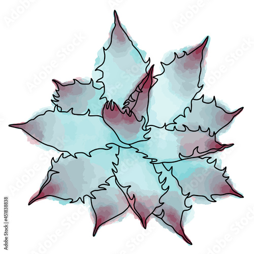 Hand drawn vector of  agava  isolated on white background. Stock illustration of succulent plant.