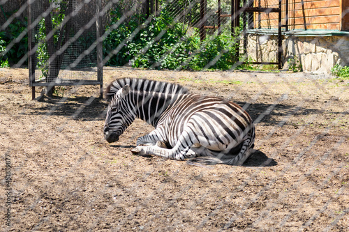 Animal zebra lies in the zoo behind grille