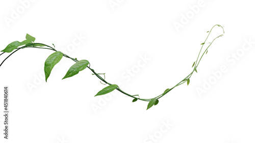 Fototapeta Naklejka Na Ścianę i Meble -  Twisted jungle vines climbing plant isolated on white background with clipping path. Green leaves vines of Tiliacora triandra medicinal plant native to Southeast Asia.