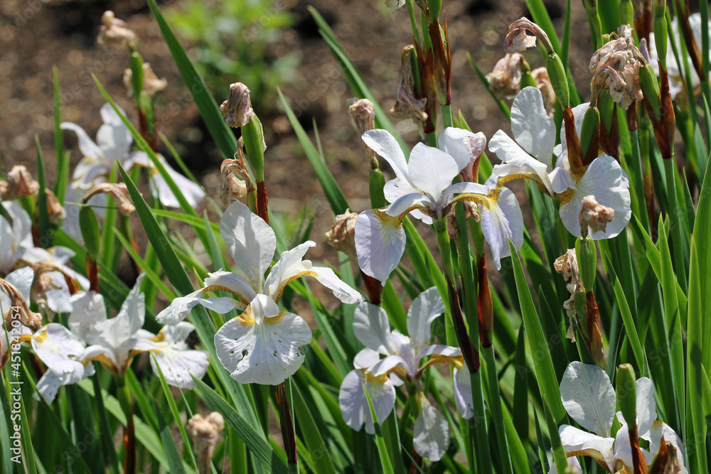 Fototapeta premium White tinged with yellow iris flowers