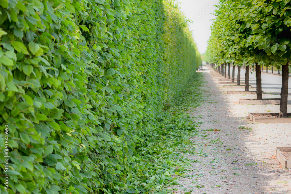 Trimmed bush wall, gardening, landscaping at summer season. Trimmed bush wall, gardening, landscaping at summer season.