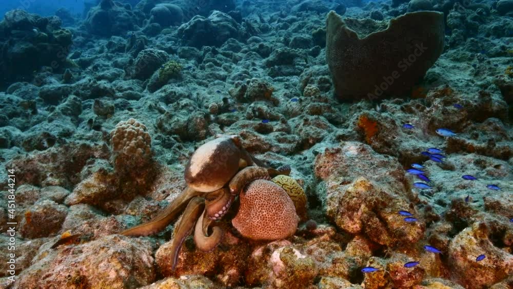 Seascape with Octopus in the coral reef of Caribbean Sea, Curacao Seascape with Octopus in the coral reef of Caribbean Sea, Curacao