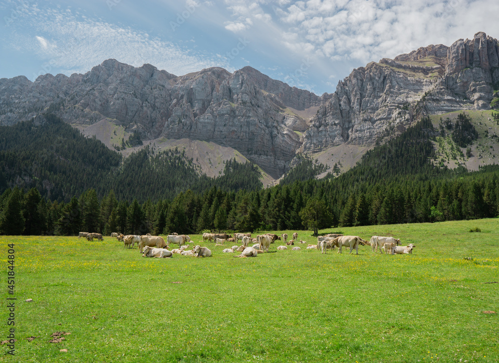 Cow pasture with forest and mountain behind