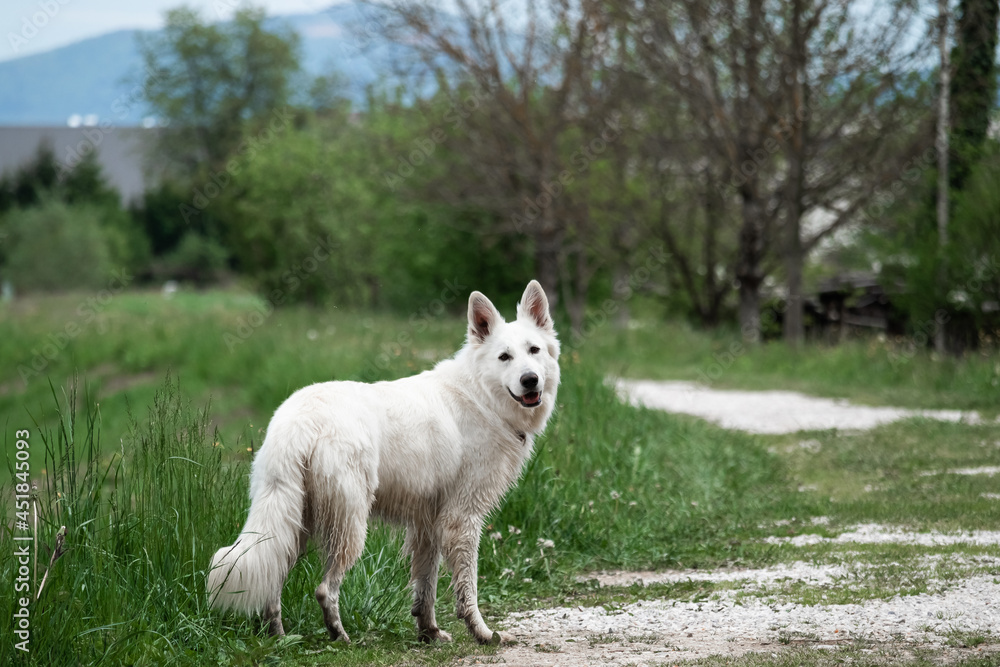 White Swiss Shepherd Dog outdoor portrait in nature. White Swiss Shepherd Dog outdoor portrait in nature.