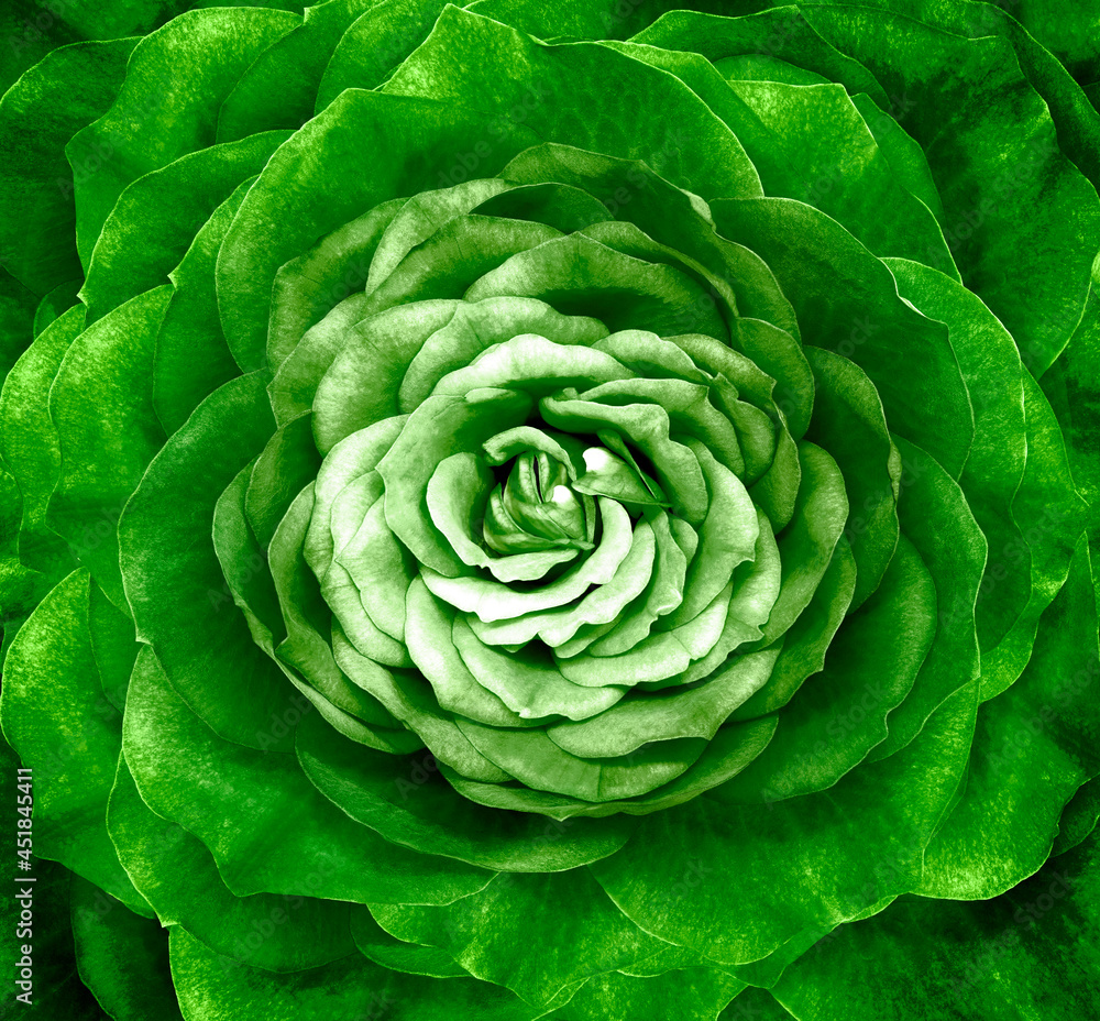 Fototapeta premium Rose green flower. Floral background. Closeup. Nature.