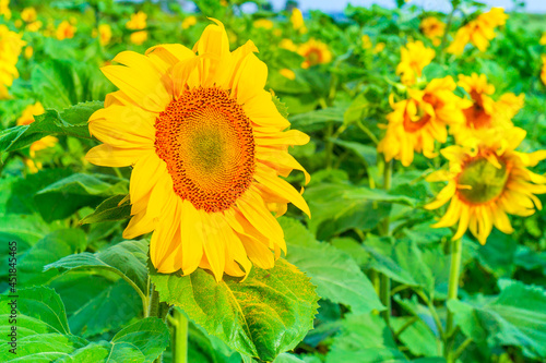 Close-up Golden sunflower on green summer field with blurred natural background