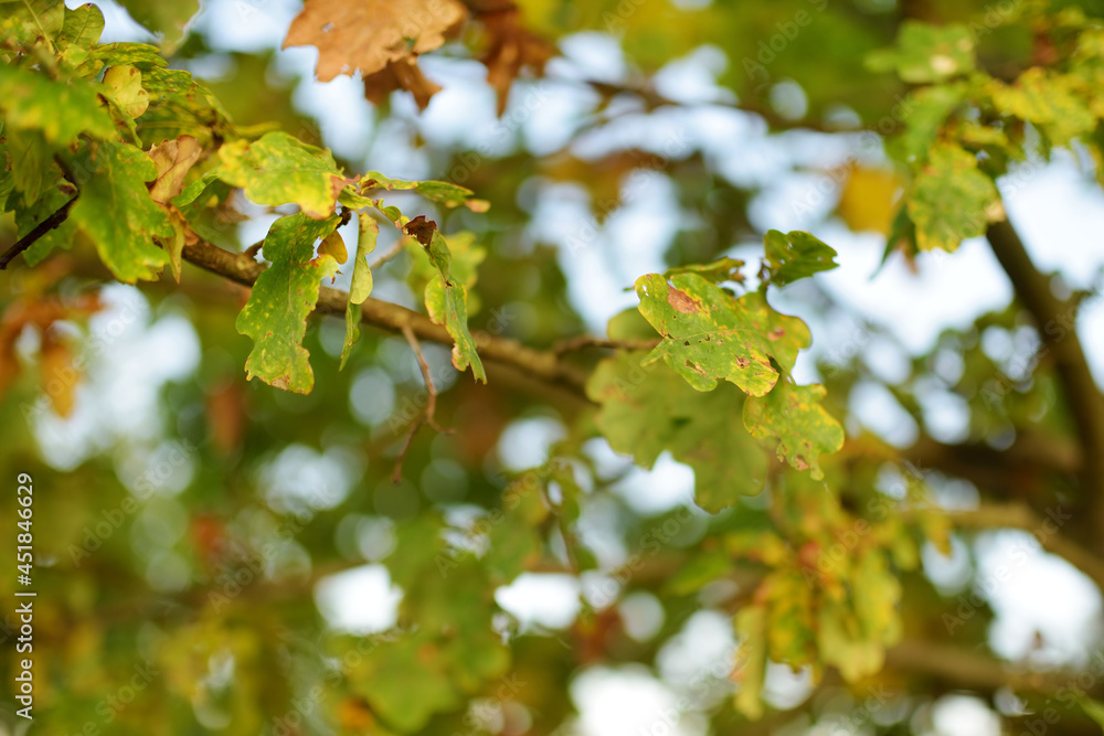 Beautiful golden oak leaves on a tree branch on autumn day Beautiful golden oak leaves on a tree branch on autumn day