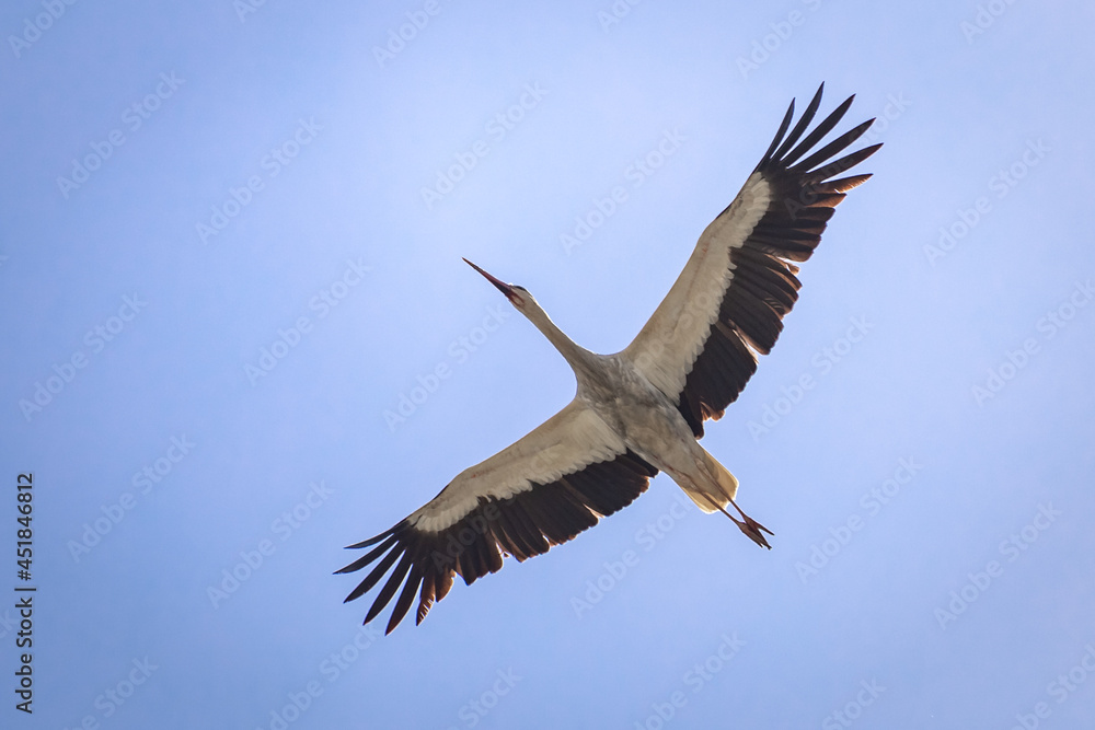 White stork in flight