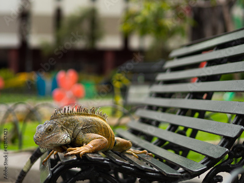 Feeding iguanas seminary park Guayaquil Ecuador